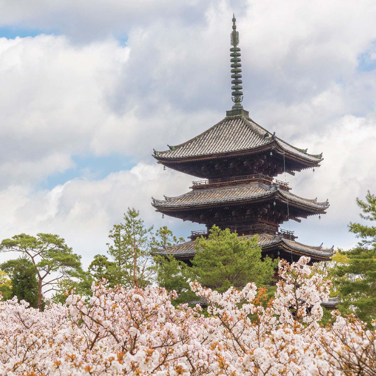 Ninna-ji Temple เกียวโต สถานที่ท่องเที่ยวประเทศญี่ปุ่น