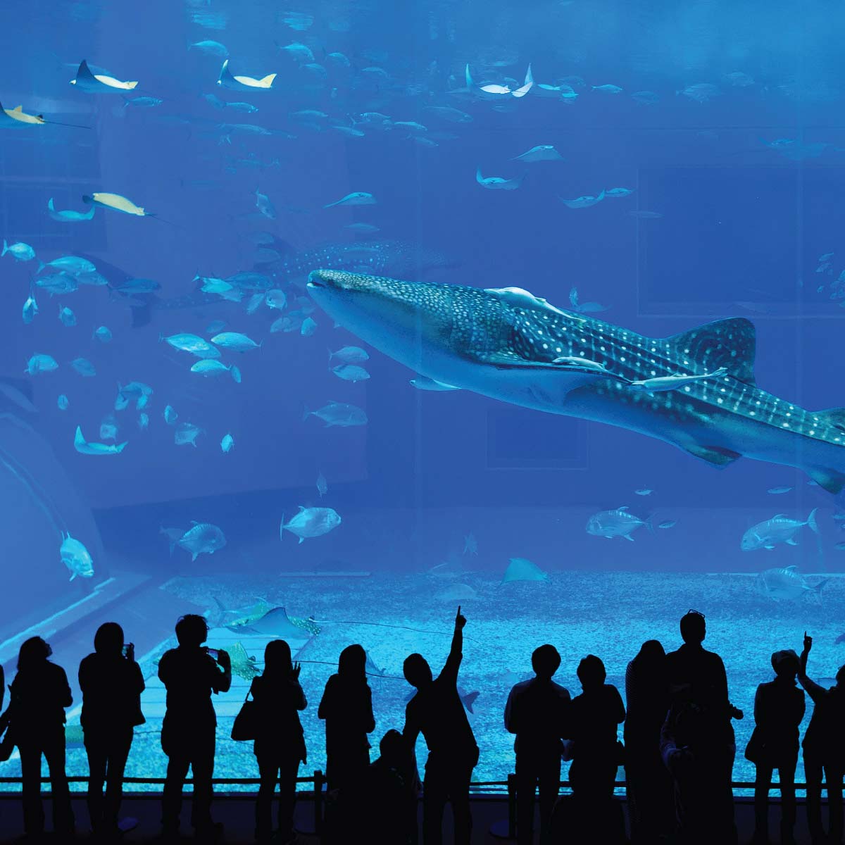 สถานที่ท่องเที่ยวประเทศญี่ปุ่น Okinawa Churaumi Aquarium โอกินาว่า