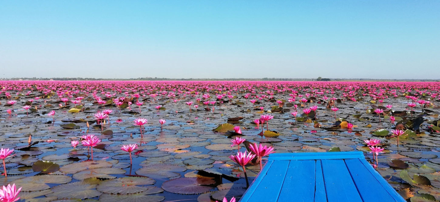 ที่เที่ยวธรรมชาติทะเลบัวแดง จังหวัดสุรินทร์