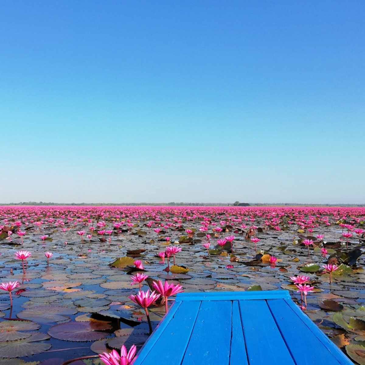 ที่เที่ยวธรรมชาติทะเลบัวแดง จังหวัดสุรินทร์